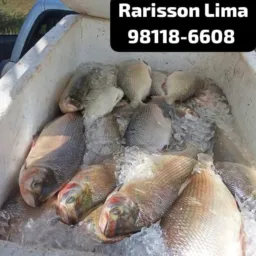 Peixe regional e barato 🐟🐟