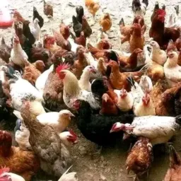 Avicultura e Negocios🐣🐥🪿🐔