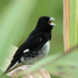 Amigos do rolo 🐦