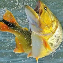 AÇÃO TRAIA DE PESCA