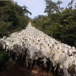 SERVIÇOS EM FAZENDAS Camapuã e Região MS