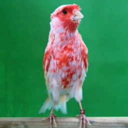 Canário belga,uma paixão🔥