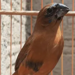 Pássaro troca venda betim