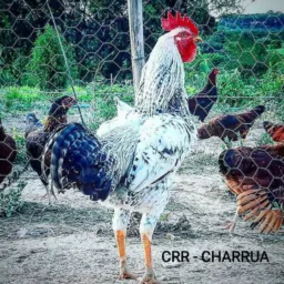 Criação de galinha🐔