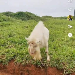 FEIRA DO ROLO MAIRIPORÃ E REGIÃO 🐴🐕🐏🐖🦜🐬🦆🐐🦃🦢