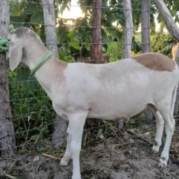 RIFA DE UM CARNEIRO OU 4️⃣0️⃣0️⃣ REAIS ➕4️⃣ PIX🐑