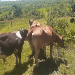 Reforma agrária já