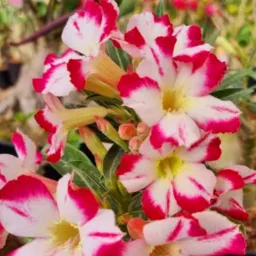 RIFA DE ROSA DO DESERTO & CIA💐