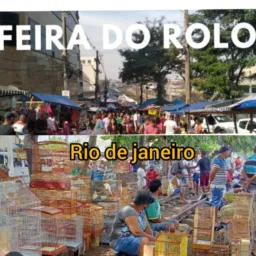 FEIRA DO ROLO AVES RIO DE JANEIRO