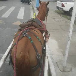 Grupo das trocas