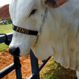 grupo de negócios agropecuários