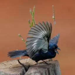 Top dos Pássaros 🐦 | Trinca, Tiziu, Coleiro e Mais*