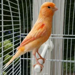 Canário Belga Gaiolas vende e troca