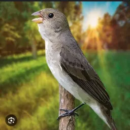 VENDA DE BIGODINHO DO ABAIXAMENTO NOVINHO 🌿🌿🐦🐦