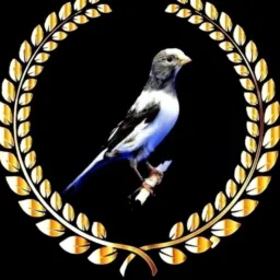 (RIFA) CANÁRIOS DOMÉSTICOS 🦅