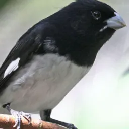 Passarinheiros De SãoJosé
