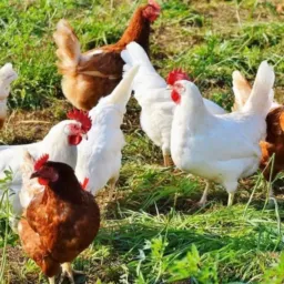 VENDA DE AVES E ANIMAIS BAGÉ RS🐰🐮🐷🪿🦆🐔🐤