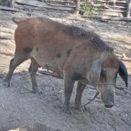 RIFA DE UMA PORCA 🐖
