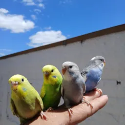 Vendas trocas doações de ANIMAIS em geral (PONTA GROSSA)