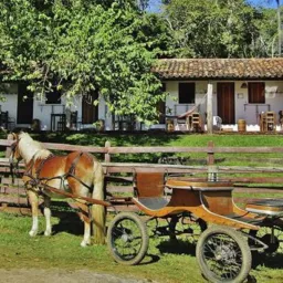 Animais no geral peixes galinhas cavalos entre outros animais no geral