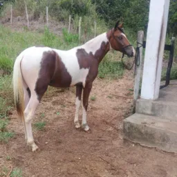 Rifa de uma potro mangalarga 🐎 se encontra no povoado Gravata Itaporanga se