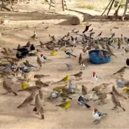 Vendas ir trocas de aves cuida