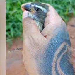 Os Melhores Mansarão Do Sul de Minas Só As Melodias e os velox TH das Aves 🦅