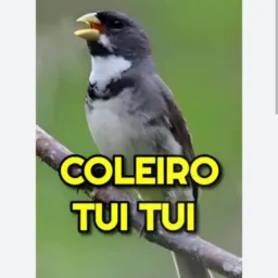 Rifa de um coeleiro bitola Substituindo peito branco que ficou doente .🍀🙌🏼🙏🏼