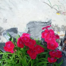 🌸🌻venda, trocas plantas🪴🪻