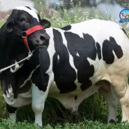 GRUPO DE TORO👍