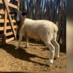 RIFA DE UM BORREGO DORPER 🔥🐑