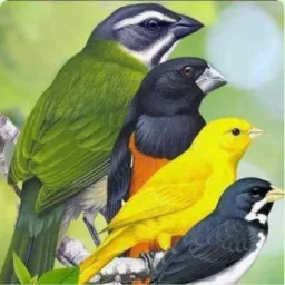 Criadores de Pássaros 🕊.