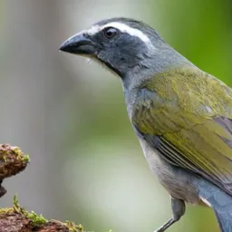 RIFA TRINCA FERRO ANILHADO 🦅💍
