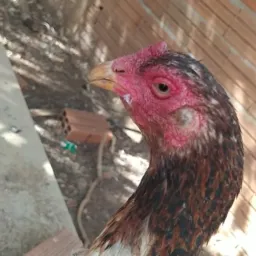 Rifa de um galo indo