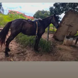 Rifa se uma égua de campo