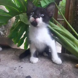 QUER ME ADOTAR🫶🏻😺😻