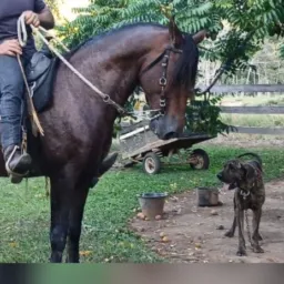 Rifa de um cavalo Manga larga