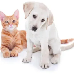 ADOÇÃO DE CÃES E GATOS