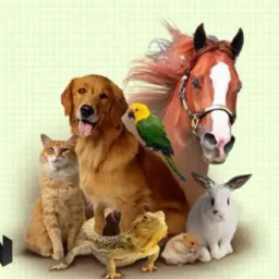 Amigos do Brik de animais rio Mafra 🐰🐶🐱🐗🐂🐄🫏🐢🐦‍⬛🐦🦆🐥🕊️🐟🐔🦮🐎