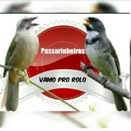 Passarinheiros>RJ 021/022🍃🦅