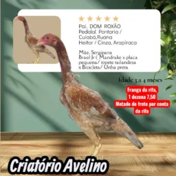 🦅⭐⭐AMIGOS DO AVELINO AL⭐⭐🦅