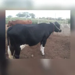 Rifa de uma Vaca ! Emanuel  Povoado São Domingos