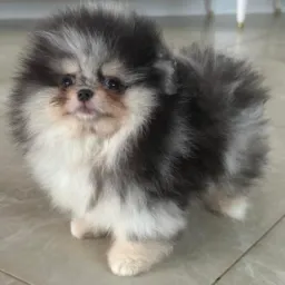 🐾SPITZ ALTA QUALIDADES 🐾