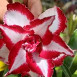 VENDA E TROCA DE PLANTAS🌸🌺