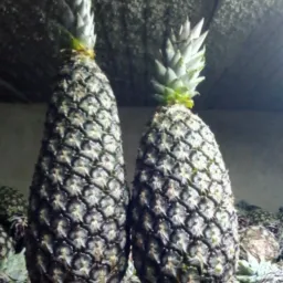 FRETES E CARGAS 🍍🍉