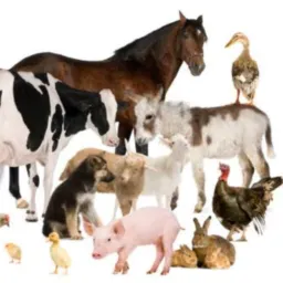 💲SÓ ANIMAIS ⚜️ NEGÓCIOS💲