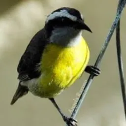 ALAGOAS AVES