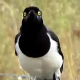 Tudo Relacionado a Pássaros