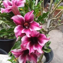 Cantinho das Rosa 🌹 🌹