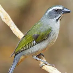 Vendas e troca de passarinho são Lourenço Juquitiba região 🦜🕊️🐦